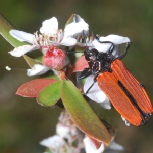 Castiarina nasuta at Denman Prospect 2 Estate Deferred Area (Block 12) - 15 Nov 2023