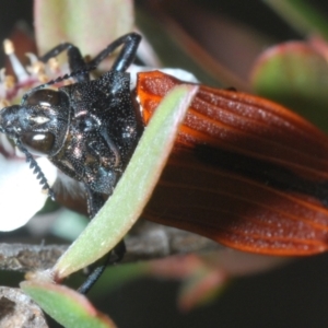 Castiarina nasuta at Denman Prospect 2 Estate Deferred Area (Block 12) - 15 Nov 2023