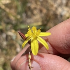 Tricoryne elatior (Yellow Rush Lily) at Bowning, NSW - 15 Nov 2023 by milliekss