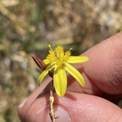 Tricoryne elatior (Yellow Rush Lily) at Bowning, NSW - 15 Nov 2023 by milliekss