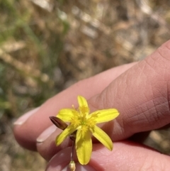 Tricoryne elatior at Bowning, NSW - 15 Nov 2023