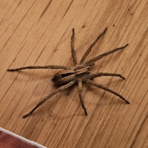Argoctenus sp. (genus) at QPRC LGA - suppressed