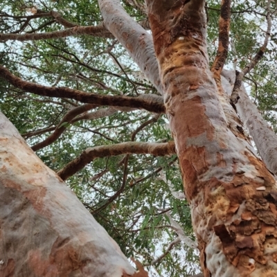 Angophora costata (Rusty Gum, Smooth-barked Apple) at Tuross Head, NSW - 15 Nov 2023 by Steve818