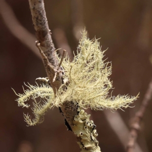 Usnea sp. (genus) at Pomaderris Nature Reserve - 12 Nov 2023