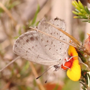 Erina acasta at Pomaderris Nature Reserve - 12 Nov 2023