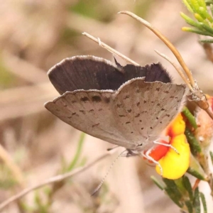 Erina acasta at Pomaderris Nature Reserve - 12 Nov 2023 12:36 PM