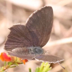 Erina acasta at Pomaderris Nature Reserve - 12 Nov 2023 12:36 PM