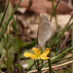 Zizina otis (Common Grass-Blue) at Pomaderris Nature Reserve - 12 Nov 2023 by ConBoekel