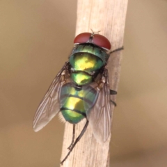 Chrysomya sp. (genus) (A green/blue blowfly) at Pomaderris Nature Reserve - 12 Nov 2023 by ConBoekel