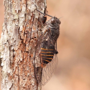 Pauropsalta mneme at Pomaderris Nature Reserve - 12 Nov 2023