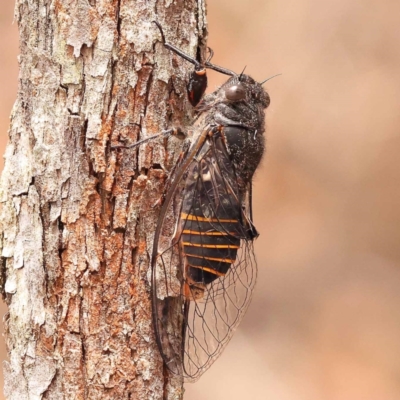 Pauropsalta mneme (Alarm Clock Squawker) at Gundary, NSW - 12 Nov 2023 by ConBoekel