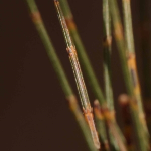 Allocasuarina littoralis at Pomaderris Nature Reserve - 19 Nov 2023