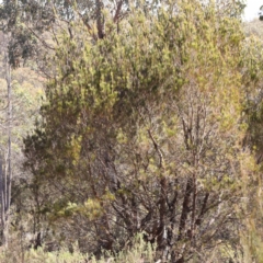 Allocasuarina littoralis at Pomaderris Nature Reserve - 19 Nov 2023 09:24 AM