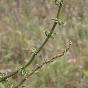 Rumex brownii at The Pinnacle - 14 Nov 2023