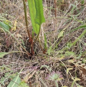 Rumex brownii at The Pinnacle - 14 Nov 2023