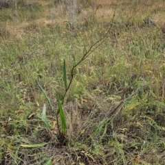 Rumex brownii at The Pinnacle - 14 Nov 2023 08:40 AM