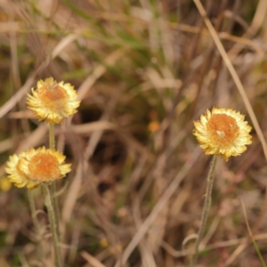 Coronidium scorpioides at Pomaderris Nature Reserve - 12 Nov 2023