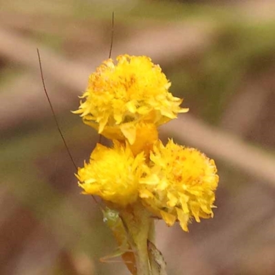 Chrysocephalum apiculatum (Common Everlasting) at Gundary, NSW - 12 Nov 2023 by ConBoekel