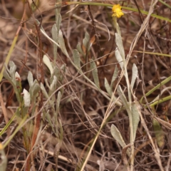 Chrysocephalum apiculatum at Pomaderris Nature Reserve - 12 Nov 2023 12:45 PM