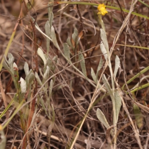 Chrysocephalum apiculatum at Pomaderris Nature Reserve - 12 Nov 2023 12:45 PM