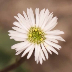 Lagenophora stipitata (Common Lagenophora) at Pomaderris Nature Reserve - 12 Nov 2023 by ConBoekel