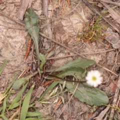 Lagenophora stipitata at Pomaderris Nature Reserve - 12 Nov 2023