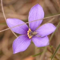 Cheiranthera linearis (Finger Flower) at Gundary, NSW - 12 Nov 2023 by ConBoekel