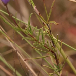 Cheiranthera linearis at Pomaderris Nature Reserve - 12 Nov 2023