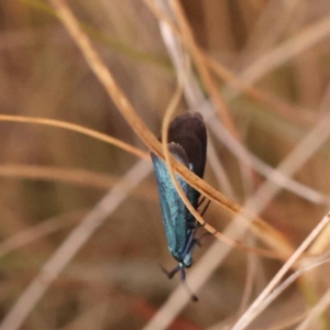 Pollanisus (genus) at Pomaderris Nature Reserve - 12 Nov 2023