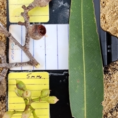 Corymbia maculata (Spotted Gum) at Nelson, NSW - 15 Nov 2023 by Steve818