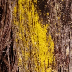 Chrysothrix sp. (genus) (A gold dust lichen) at Gundary, NSW - 12 Nov 2023 by ConBoekel