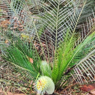 Macrozamia communis (Burrawang) at Nelson Beach - 15 Nov 2023 by Steve818