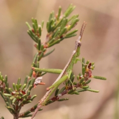 Heide sp. (genus) (A heath matchstick grasshopper) at Gundary, NSW - 12 Nov 2023 by ConBoekel