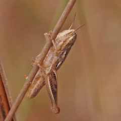Praxibulus sp. (genus) (A grasshopper) at Pomaderris Nature Reserve - 12 Nov 2023 by ConBoekel