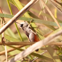 Cryptobothrus chrysophorus (Golden Bandwing) at Pomaderris Nature Reserve - 12 Nov 2023 by ConBoekel