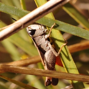 Cryptobothrus chrysophorus at Pomaderris Nature Reserve - 12 Nov 2023