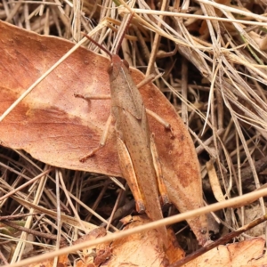 Goniaea australasiae at Pomaderris Nature Reserve - 12 Nov 2023