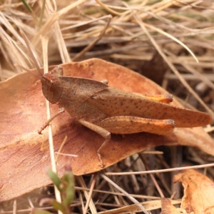 Goniaea australasiae at Pomaderris Nature Reserve - 12 Nov 2023