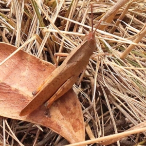 Goniaea australasiae at Pomaderris Nature Reserve - 12 Nov 2023