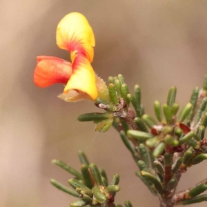 Dillwynia sericea at Pomaderris Nature Reserve - 12 Nov 2023