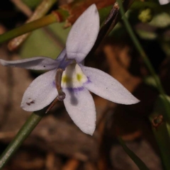 Isotoma fluviatilis subsp. australis (Swamp Isotome) at Pomaderris Nature Reserve - 12 Nov 2023 by ConBoekel