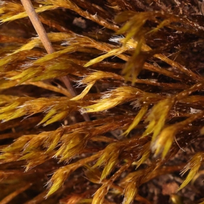 Unidentified Moss, Liverwort or Hornwort at Pomaderris Nature Reserve - 12 Nov 2023 by ConBoekel