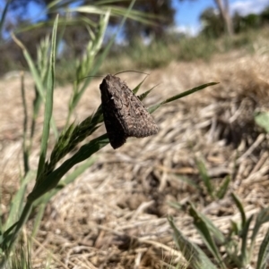 Heliothis punctifera at Mount Majura - 15 Nov 2023