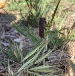 Heliothis punctifera at Mount Majura - 15 Nov 2023