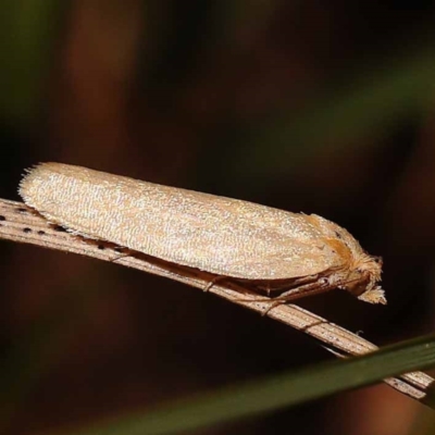 Unidentified Moth (Lepidoptera) at Pomaderris Nature Reserve - 12 Nov 2023 by ConBoekel