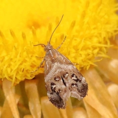 Tebenna micalis (Small Thistle Moth) at Pomaderris Nature Reserve - 12 Nov 2023 by ConBoekel
