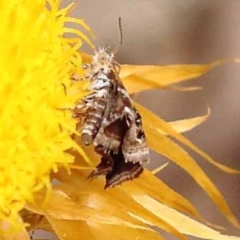 Tebenna micalis at Pomaderris Nature Reserve - 12 Nov 2023