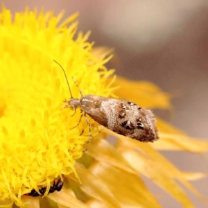 Tebenna micalis at Pomaderris Nature Reserve - 12 Nov 2023