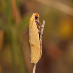 Plectobela undescribed species (A concealer moth) at Pomaderris Nature Reserve - 12 Nov 2023 by ConBoekel