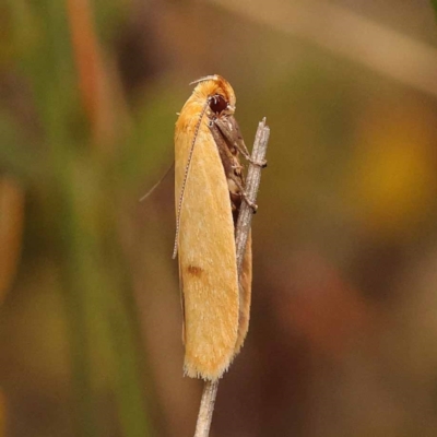 Plectobela undescribed species (A concealer moth) at Pomaderris Nature Reserve - 12 Nov 2023 by ConBoekel